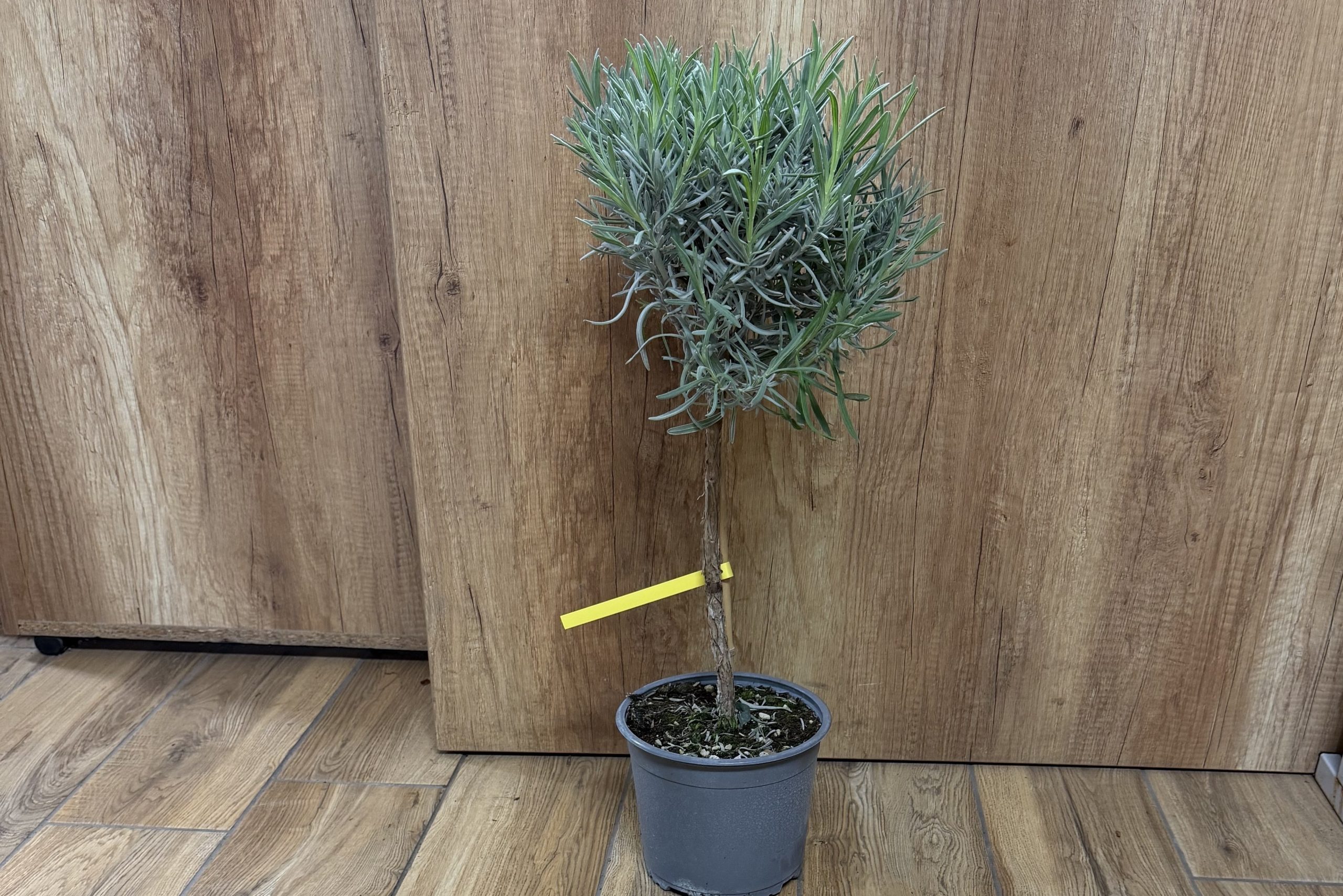 Levendula mini törzses - Lavandula Angustifolia csp D18