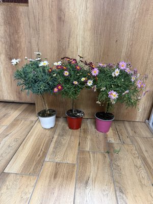 Argyranthemum frutescens var. - Margaréta mini törzses variációk csp D14