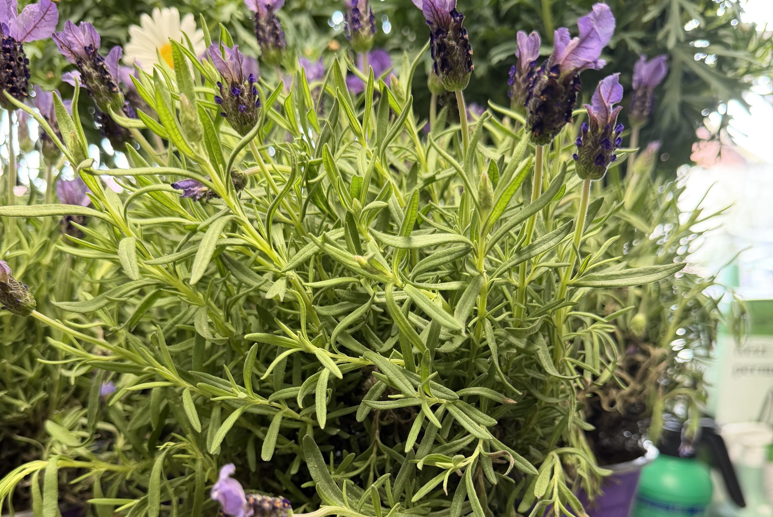 Lavandula stoechas - Francia Levendula csp D14
