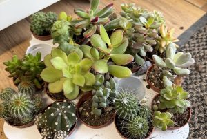 Kaktusz variációk - Cactus Mix csp 5,5