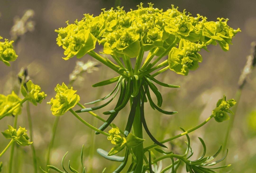 Euphorbia cyparissias 'Tall Boy' – Farkas kutyatej csp 9x9