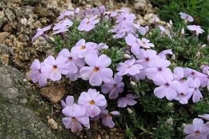 Phlox douglasii 'Lilac Cloud' világos lila - Törpe lángvirág csp 9x9