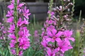 Lythrum virgatum - Vesszős Füzény csp 9x9