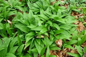 Allium ursinum - Medvehagyma