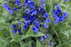 Pulmonaria 'Miss Elly' – Tüdőfű csp 9x9