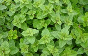 Oregánó - Origanum vulgare csp D14