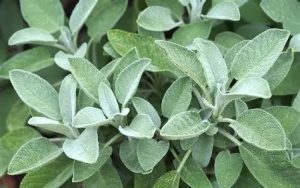 Orvosi zsálya - Salvia Officinalis csp D14
