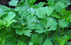 Petrezselyem - Petroselinum crispum csp D14