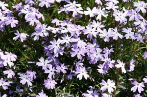 Phlox subulata 'Emerald Cushion Blue' Világos kék  - Árlevelű lángvirág csp 9x9