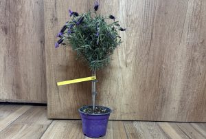 Lavandula stoechas - Francia Levendula mini törzses csp D14