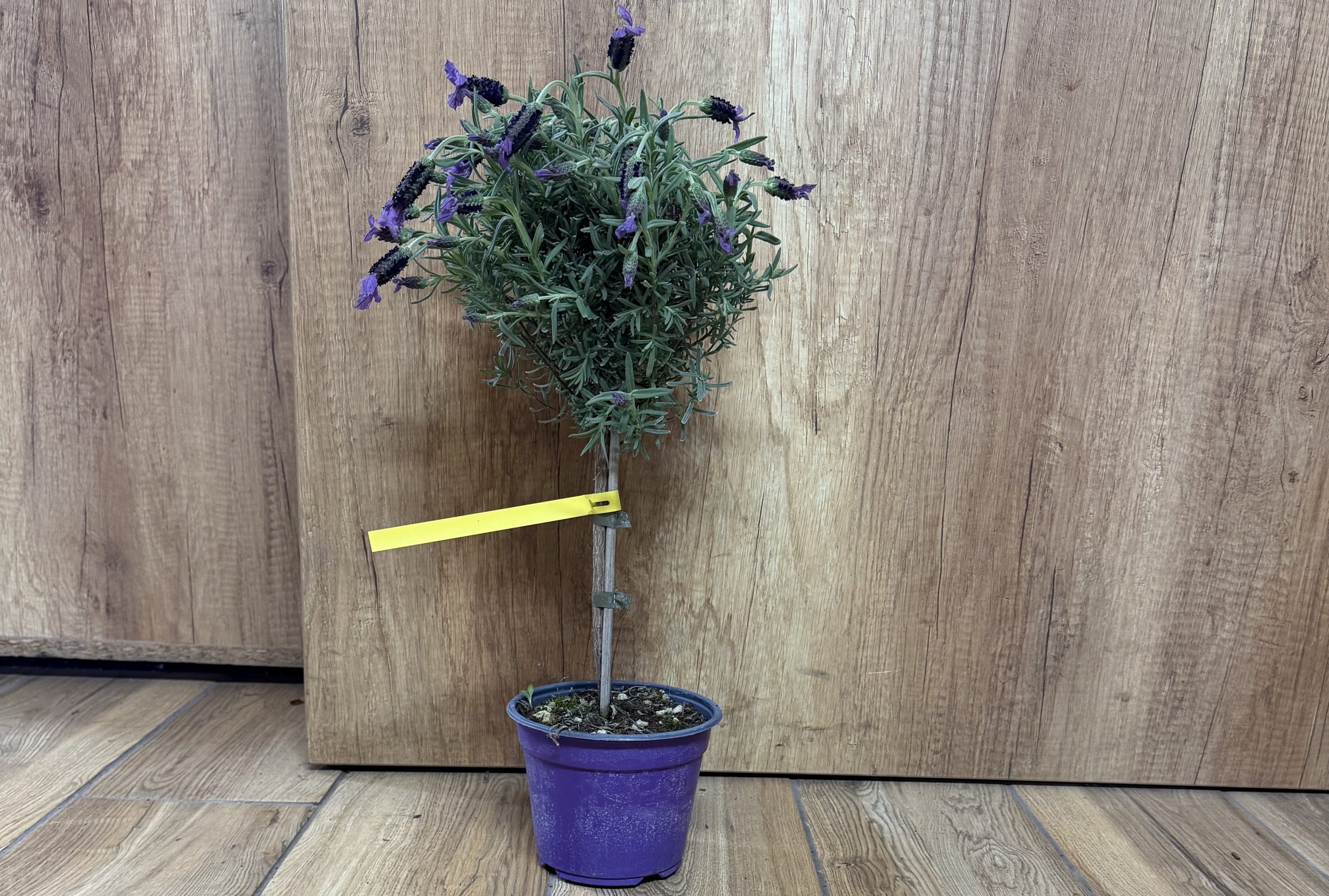 Lavandula stoechas - Francia Levendula mini törzses csp D14