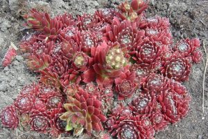 Sempervivum 'Silberkarneol' – Kövirózsa csp10