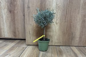 Levendula mini törzses - Lavandula Angustifolia csp D14