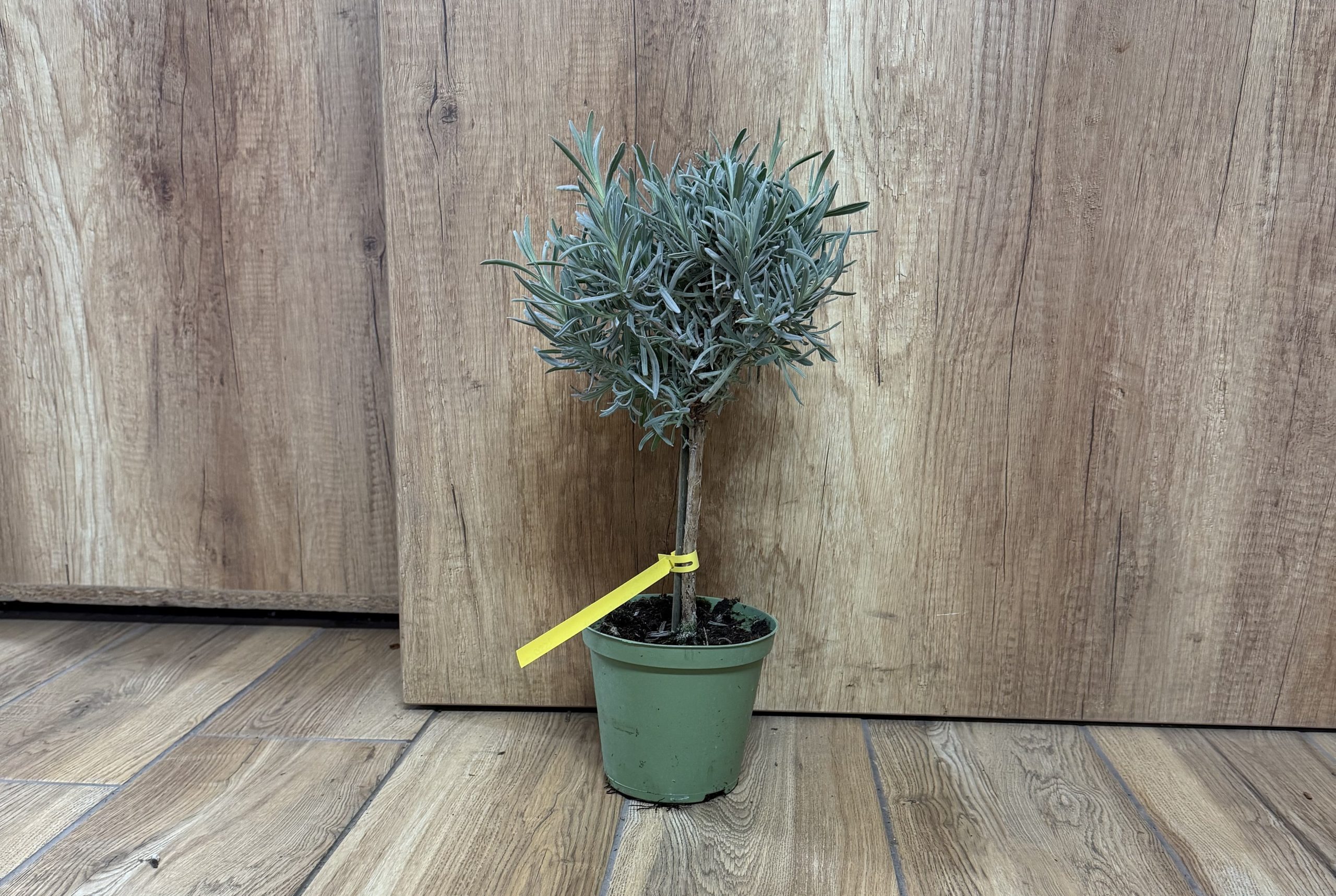 Levendula mini törzses - Lavandula Angustifolia csp D14
