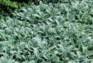 Stachys byzantina 'Silver Carpet' - Gyapjas tisztesfű, nyuszifül csp 9x9