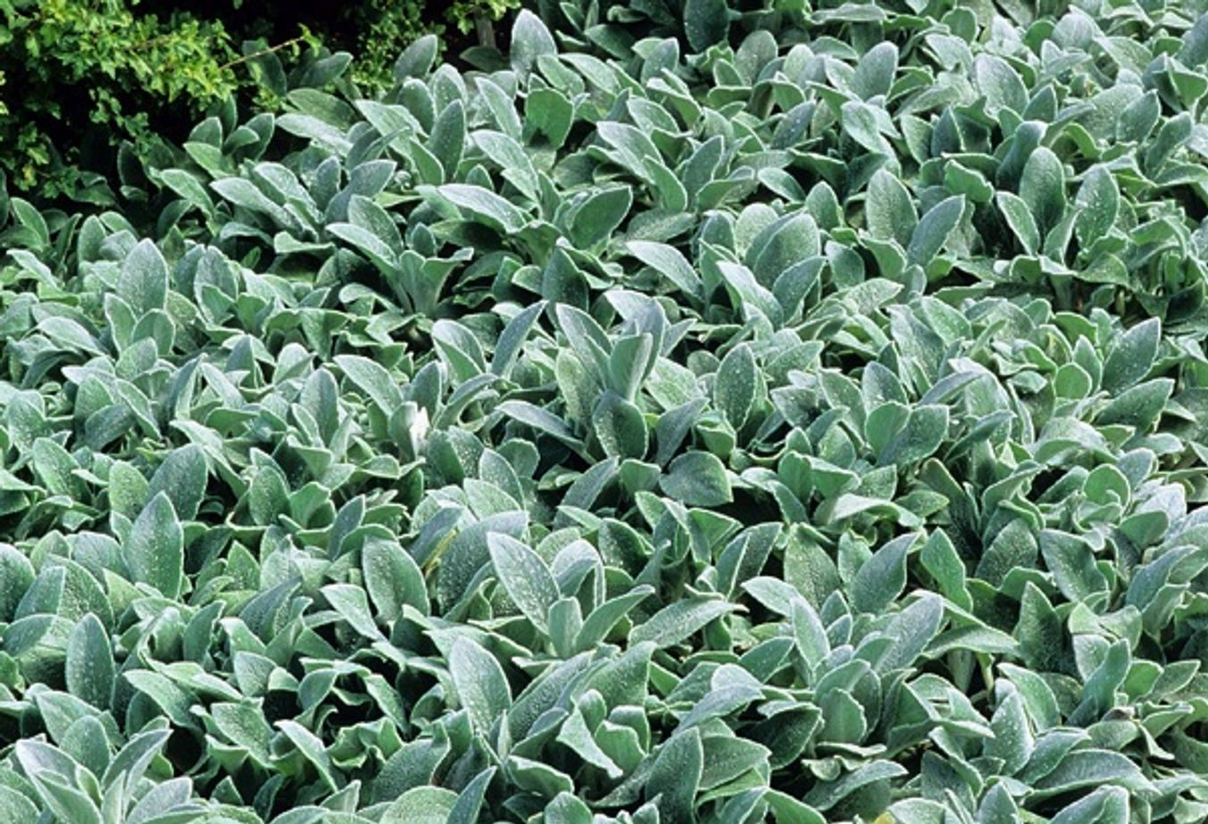Stachys byzantina 'Silver Carpet' - Gyapjas tisztesfű, nyuszifül csp 9x9