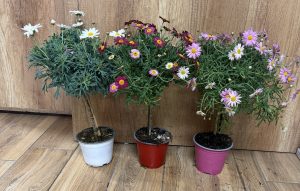 Argyranthemum frutescens var. - Margaréta mini törzses variációk csp D14