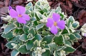 Aubrieta Tauricola silberrand - Tarkalevelű Pázsitviola csp 9x9