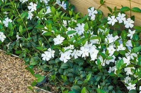 Vinca minor 'Alba' - Fehér kis meténg csp 9x9