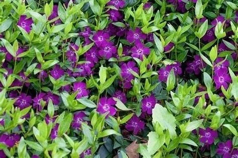 Vinca minor 'Atropurpurea' bíborlila - Kis télizöld, kis meténg csp 9x9