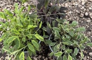 Zsálya variációk- Salvia var. csp D14