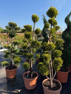 Cupressocyparis Leylandii Castlewellan Gold Pom Pon 160-170 cm