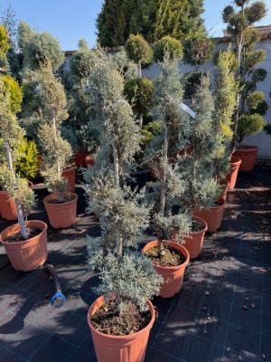 Cupressus Arizonica Fastigata Spiral 110 cm