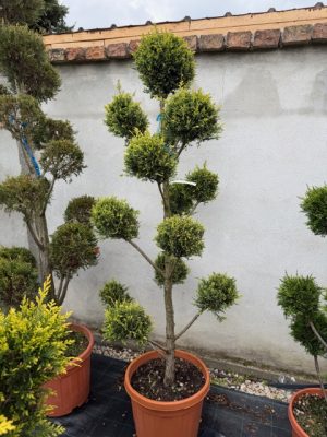 Cupressocyparis Leylandii Castlewellan Gold Pom Pon 150 cm