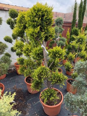 Cupressocyparis Leylandii Castlewellan Gold Pom Pon 120-140 cm
