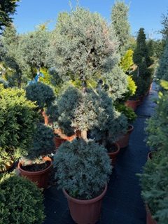 Cupressus Arizonica Fastigiata 3 Balls 130cm