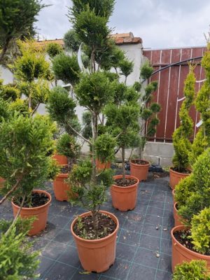 Cupressocyparis leylandii Vito Pom Pon  120 cm