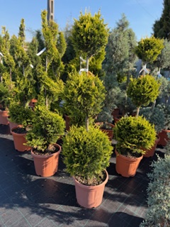 Cupressocyparis Leylandii Castlewellan Gold 3 balls 120-130 cm