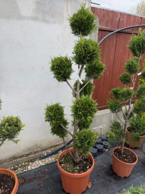 Cupressocyparis Leylandii Pom Pon 130-140cm
