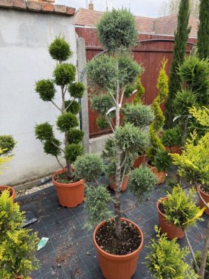 Cupressus arizonica ‘Fastigiata’ Pom Pon 130-140 cm