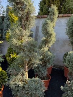 Cupressus Arizonica Fastigata Spiral 150-160 cm
