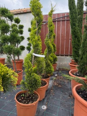 Cupressus Macrocarpa Gold Spiral - Arany hamis ciprus 120 cm