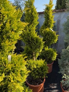 Cupressocyparis leylandii 'Gold Rider' - Arany Leylandi-ciprus 170-200cm