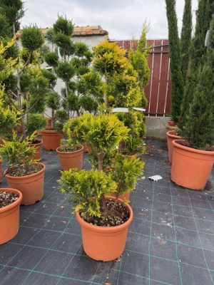 Cupressocyparis leylandii ‘Gold Rider’ Pom Pon - arany leylandi ciprus Pom Pon 80+cm