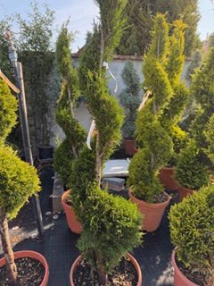 Cupressocyparis leylandii Pyramidalis - oszlopos leylandi 140-150 cm