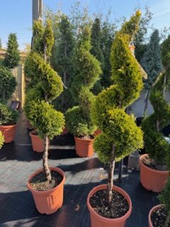 Cupressocyparis leylandii 1/2 Fusto+Spiral 120-130 cm