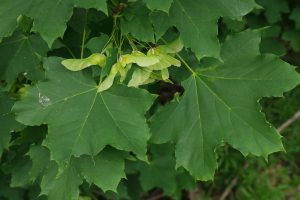 Acer platanoides - Korai Juhar 200+ cm