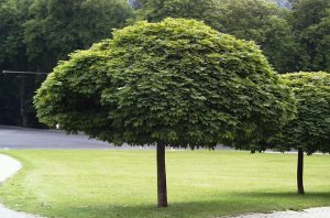 Acer platanoides 'Globosum' - Gömbjuhar 200+ cm