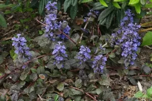 Ajuga reptans 'Atropurpurea' – Indás ínfű csp 9x9