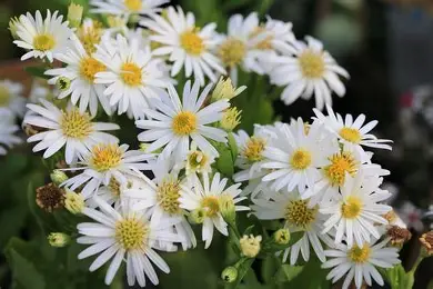 Aster ageratoides 'Starshine' – Őszirózsa, gerebcsin D14