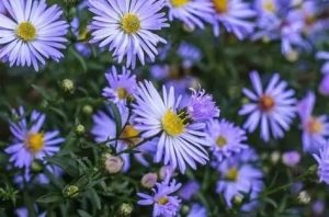 Aster macrophyllus 'Twilight' – Őszirózsa D14