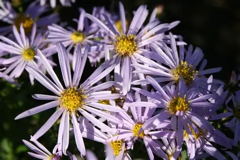 Aster pyrenaeus 'Lutetia' - Halványlila pireneusi őszirózsa csp 9x9
