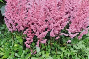 Astilbe chinensis var. 'Pumila' rózsaszín- Kínai tollbuga csp 9x9