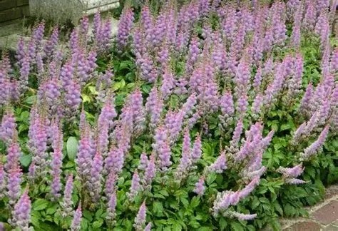 Astilbe chinensis var. 'Pumila' rózsaszín- Kínai tollbuga csp 9x9
