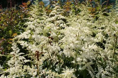 Astilbe x arendsii 'Brautschleier' – Kerti tollbuga D14