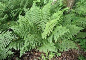 Athyrium filix-femina - Hölgypáfrány D14